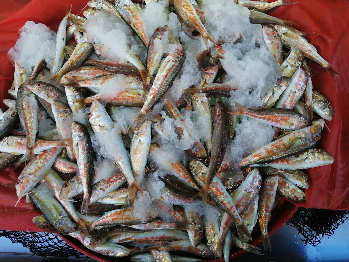 Kilcikk Balik Restaurant (Aytekin Sahin)-5